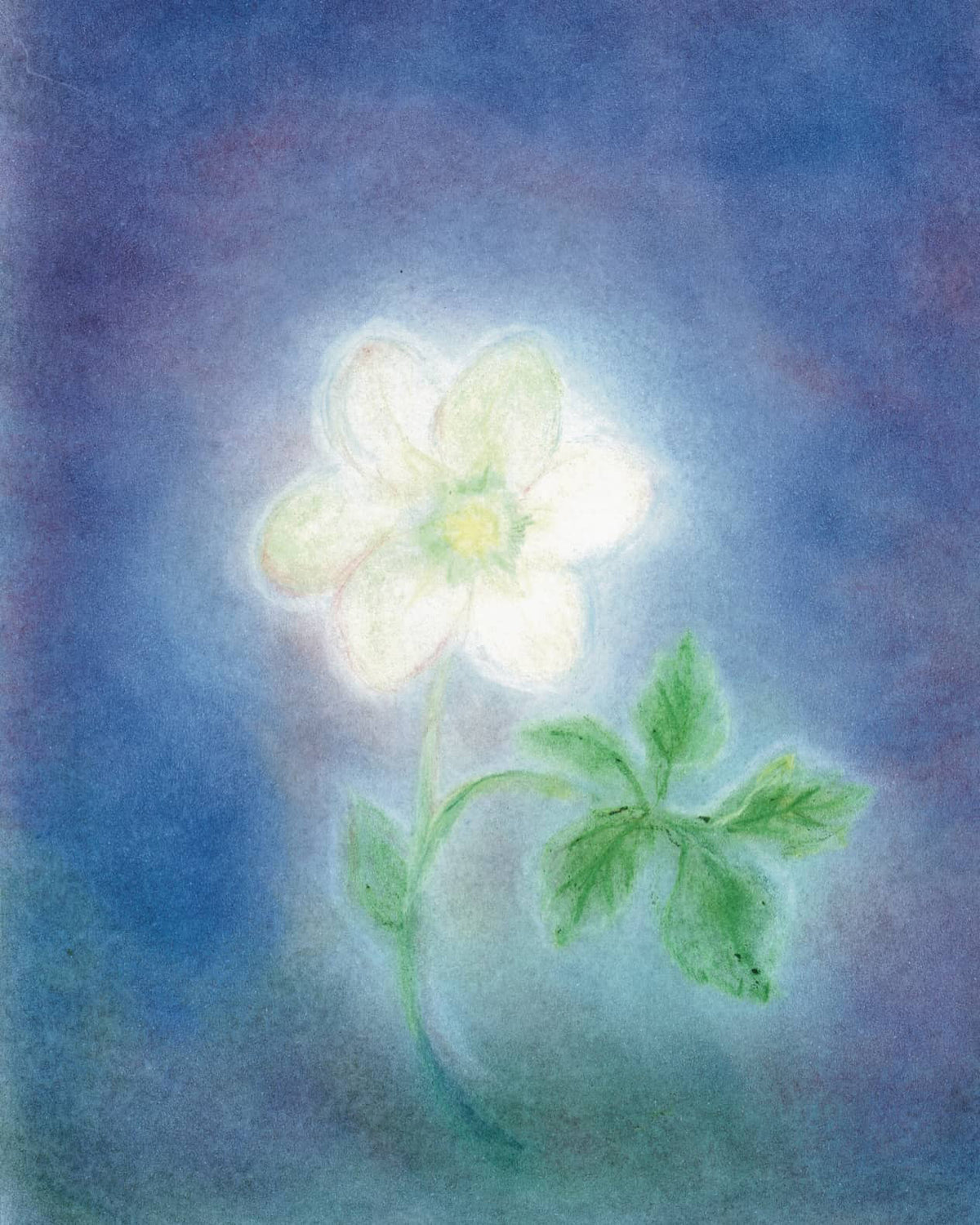 Postcard - Christmas rose