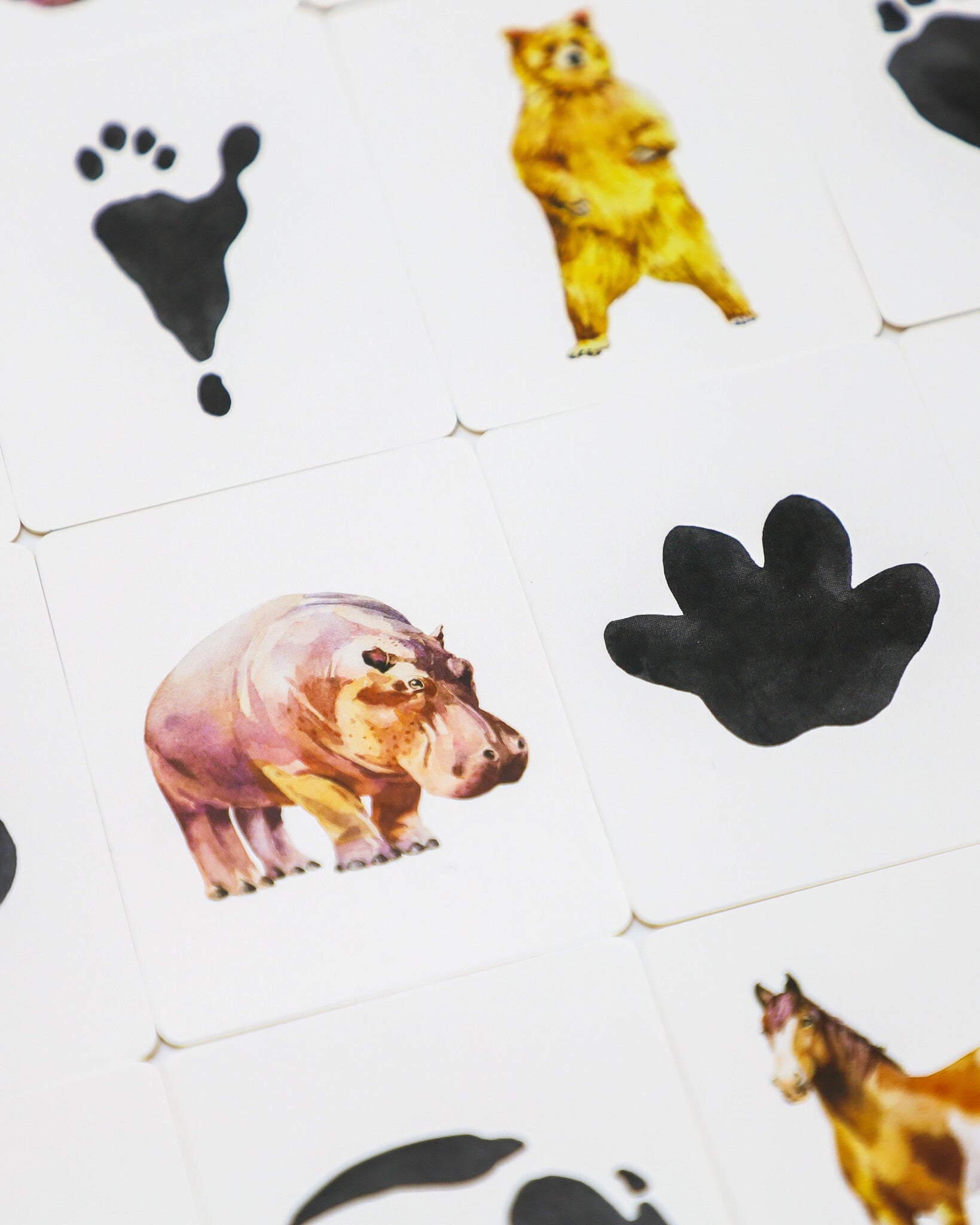 Kosmos Dieren & Sporen - Memory Spel_2